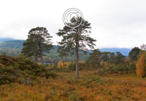 Glen Affric Scotland DM2116